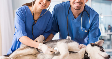 Veterinary Instruments